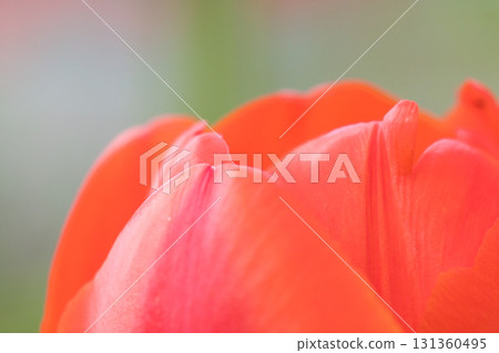 紅色鬱金香花瓣 紅色鬱金香花瓣 131360495