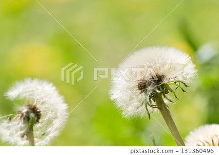 Fluffy dandelion fluff 131360496