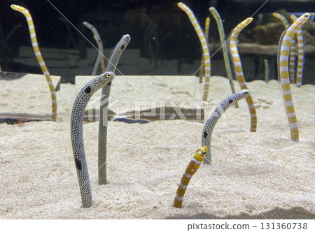 Chinese eel Chinese eel 131360738