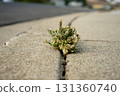 Concrete and weeds 131360740