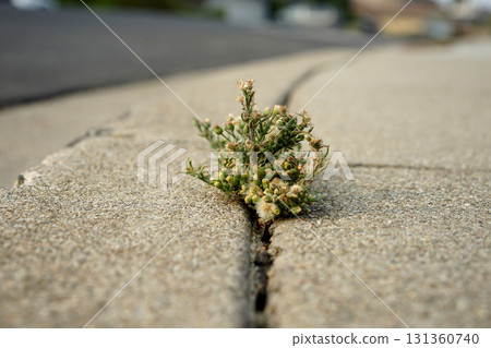 混凝土和雜草 131360740