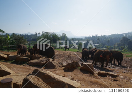 斯里蘭卡品納維拉大象孤兒院 斯里蘭卡品納維拉大象孤兒院 131360898