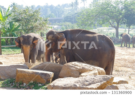 斯里蘭卡品納維拉大象孤兒院 斯里蘭卡品納維拉大象孤兒院 131360900