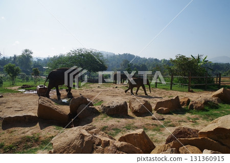 斯里蘭卡品納維拉大象孤兒院 斯里蘭卡品納維拉大象孤兒院 131360915