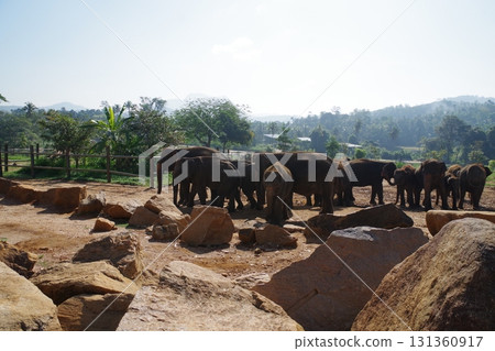 斯里蘭卡品納維拉大象孤兒院 斯里蘭卡品納維拉大象孤兒院 131360917