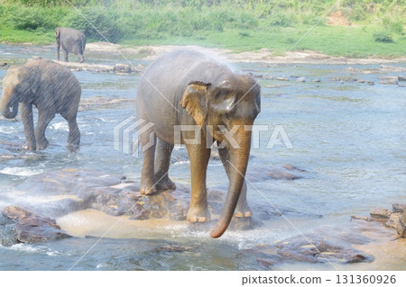 斯里蘭卡品納維拉大象孤兒院 斯里蘭卡品納維拉大象孤兒院 131360926