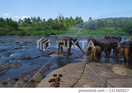 斯里蘭卡品納維拉大象孤兒院 斯里蘭卡品納維拉大象孤兒院 131360927