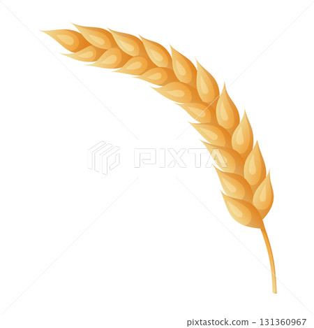 Wheat ear yellow grain in vector cartoon style. Golden autumn harvest cereal in playful design. Great for Thanksgiving card or fall print. Perfect for seasonal festival artwork and decoration. Wheat ear yellow grain in vector cartoon style. Golden autumn harvest cereal in playful design. Great for Thanksgiving card or fall print. Perfect for seasonal festival artwork and decoration. 131360967
