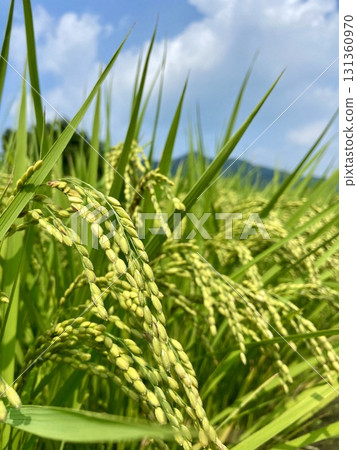A bountiful harvest, golden ripe rice ears waiting to be harvested 131360970