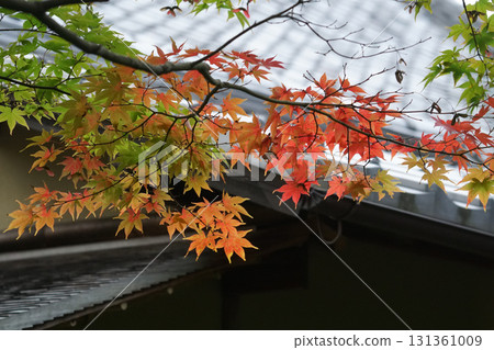 Scenery of a temple garden in Kyoto with maple leaves turning red in autumn Scenery of a temple garden in Kyoto with maple leaves turning red in autumn 131361009