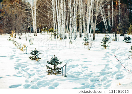 Snow-covered landscape with small fir trees and birch trees in the background. The scene evokes a peaceful winter atmosphere, ideal for Christmas and mindfulness. Snow-covered landscape with small fir trees and birch trees in the background. The scene evokes a peaceful winter atmosphere, ideal for Christmas and mindfulness. 131361015