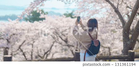 Woman tourist sightseeing Sakura Cherry Blossom in Spring. Happy traveler travel and taking photo at Saigyo Modoshi no Matsu over Matsushima Bay near Sendai, Miyagi, Japan. Famous Landmark Vacation 131361194