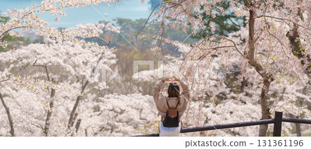 Woman tourist sightseeing Sakura Cherry Blossom in Spring. Happy traveler travel at Saigyo Modoshi no Matsu over Matsushima Bay in Matsushima, Miyagi Prefecture, Japan. Famous Landmark and Vacation Woman tourist sightseeing Sakura Cherry Blossom in Spring. Happy traveler travel at Saigyo Modoshi no Matsu over Matsushima Bay in Matsushima, Miyagi Prefecture, Japan. Famous Landmark and Vacation 131361196