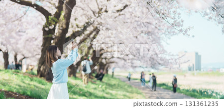 Woman tourist taking photo in Kitakami Tenshochi Park with Sakura Cherry Blossom in Spring, happy traveler travel in Kitakami, Iwate prefecture, Japan. famous Landmark Travel and Vacation destination 131361235