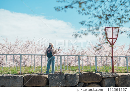Woman tourist sightseeing Sakura Cherry blossom at Morioka Castle Ruins park in Spring, happy traveler travel in Iwate Park, Iwate prefecture, Japan. famous Landmark Travel and Vacation destination Woman tourist sightseeing Sakura Cherry blossom at Morioka Castle Ruins park in Spring, happy traveler travel in Iwate Park, Iwate prefecture, Japan. famous Landmark Travel and Vacation destination 131361267