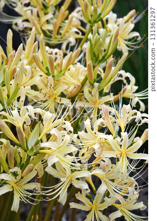White bamboo shoots (White flower bamboo shoot) 131361297