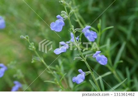 Salvia Azurea 131361462