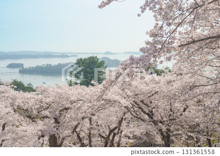 Matsushima Bay and Sakura cherry blossoms in Spring from Saigyo modoshi no matsu park near Sendai city, Miyagi Prefecture, Tohoku, Japan. Landmark and famous for tourists attraction. Japan travel 131361558