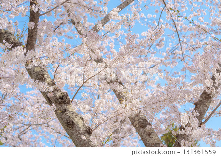 beautiful Spring day, Cherry blossom against blue sky in park, Somei Yoshino Sakura blooming in sunshine day. Japan Travel background, template and wallpaper for spring season and Hanami picnic 131361559