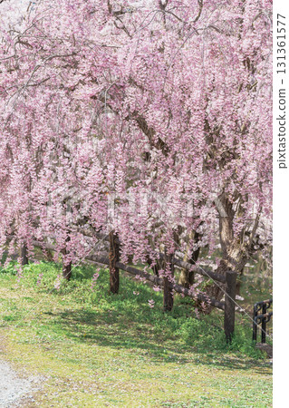 Shidarezakura Weeping Cherry blossom in Tendo Park or Maizuru Park in Spring season, landmark popular for tourist attractions in Yamagata prefecture, Tohoku, Japan 131361577