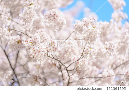 beautiful Spring day, Cherry blossom against blue sky in park, Somei Yoshino Sakura blooming in sunshine day. Japan Travel background, template and wallpaper for spring season and Hanami picnic beautiful Spring day, Cherry blossom against blue sky in park, Somei Yoshino Sakura blooming in sunshine day. Japan Travel background, template and wallpaper for spring season and Hanami picnic 131361595