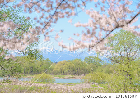 Iwate mountain with Sakura Cherry Blossom in Spring, Kitakami festival Kitakami Tenshochi Park. Snow Iwatesan in Iwate prefecture, Japan. Famous Landmark for Travel and Vacation destination 131361597