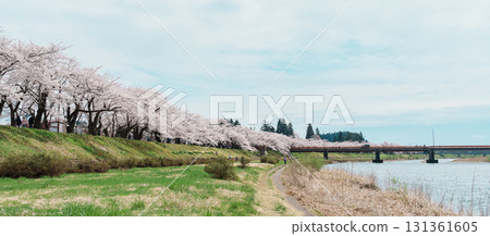 Beautiful Sakura Cherry Blossom in Hinokinai River riverbank in Kakunodate town, Semboku District, Akita Prefecture, Japan. Landmark and Vacation in spring season 131361605