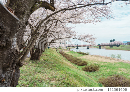 Beautiful Sakura Cherry Blossom in Hinokinai River riverbank in Kakunodate town, Semboku District, Akita Prefecture, Japan. Landmark and Vacation in spring season Beautiful Sakura Cherry Blossom in Hinokinai River riverbank in Kakunodate town, Semboku District, Akita Prefecture, Japan. Landmark and Vacation in spring season 131361606