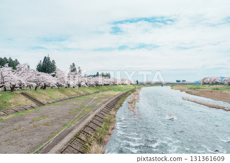 Beautiful Sakura Cherry Blossom in Hinokinai River riverbank in Kakunodate town, Semboku District, Akita Prefecture, Japan. Landmark and Vacation in spring season Beautiful Sakura Cherry Blossom in Hinokinai River riverbank in Kakunodate town, Semboku District, Akita Prefecture, Japan. Landmark and Vacation in spring season 131361609