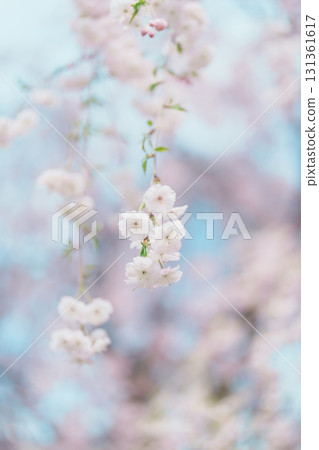 beautiful Spring day, Cherry blossom against blue sky in park, white Sakura blooming in sunshine day. Japan Travel background, template and wallpaper for spring season and Hanami picnic beautiful Spring day, Cherry blossom against blue sky in park, white Sakura blooming in sunshine day. Japan Travel background, template and wallpaper for spring season and Hanami picnic 131361617