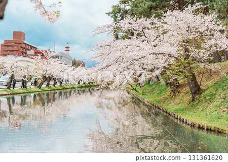 Beautiful Hirosaki Castle park with Sakura Cherry Blossom in Spring, traveling in Hirosaki city, Aomori, Tohoku, Japan. Landmark famous in Japan. Travel and Vacation destination 131361620
