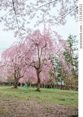 Tourists sightseeing and Hanami picnic at Hirosaki Cherry Blossom Festival, traveling in Hirosaki castle park, Aomori, Tohoku, Japan. Landmark famous in Japan. Travel and Vacation destination 131361622
