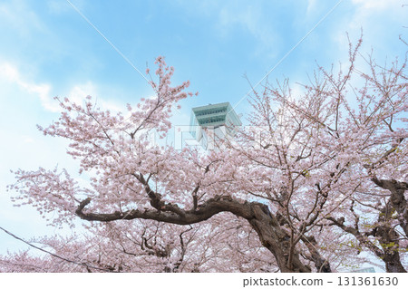 Beautiful Sakura Cherry Blossom in Spring season. Goryokaku Tower park in Hakodate city, Hokkaido prefecture, Japan. famous Landmark, Japan Travel and Vacation destination Beautiful Sakura Cherry Blossom in Spring season. Goryokaku Tower park in Hakodate city, Hokkaido prefecture, Japan. famous Landmark, Japan Travel and Vacation destination 131361630