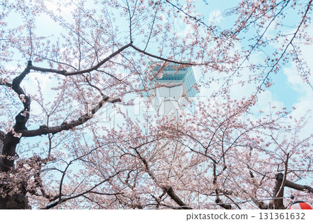 Beautiful Sakura Cherry Blossom in Spring season. Goryokaku Tower park in Hakodate city, Hokkaido prefecture, Japan. famous Landmark, Japan Travel and Vacation destination Beautiful Sakura Cherry Blossom in Spring season. Goryokaku Tower park in Hakodate city, Hokkaido prefecture, Japan. famous Landmark, Japan Travel and Vacation destination 131361632