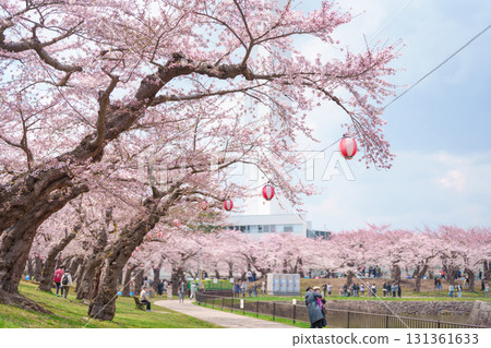 Tourists sightseeing and hanami in Sakura Cherry Blossom tree in Spring season. Goryokaku Tower park in Hakodate city, Hokkaido prefecture, Japan. famous Landmark, Japan Travel and Vacation Tourists sightseeing and hanami in Sakura Cherry Blossom tree in Spring season. Goryokaku Tower park in Hakodate city, Hokkaido prefecture, Japan. famous Landmark, Japan Travel and Vacation 131361633