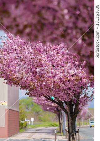 Pink Sakura Cherry blossom blooming in Spring season, cityscape against blue sky in Morioka city, Iwate prefecture, Japan. famous Landmark Travel and Vacation destination 131361639