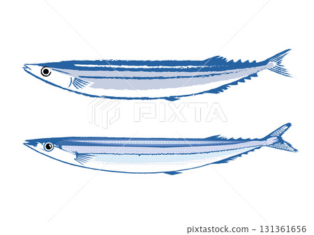 Two types of saury illustrations 131361656