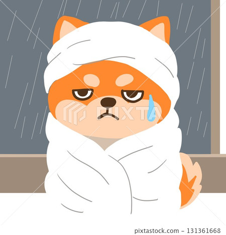 被雨淋濕後裹著毛巾的柴犬 131361668