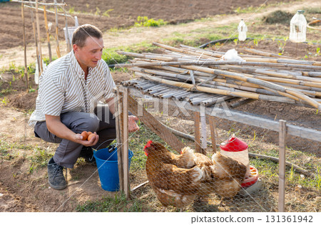 Male farmer collecting chicken eggs in chicken coop outdoors Male farmer collecting chicken eggs in chicken coop outdoors 131361942