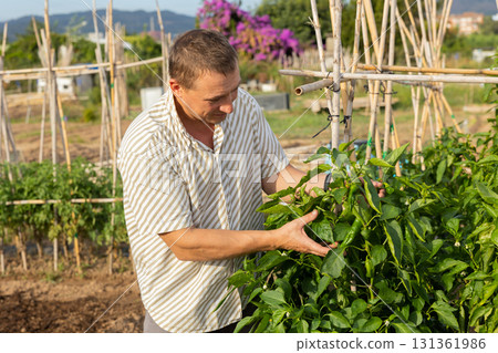 Man examining bell pepper bush in garden Man examining bell pepper bush in garden 131361986