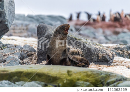Fur seal on a rock Fur seal on a rock 131362269