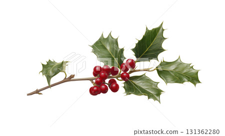 Glossy green leaves and red berries on holly, created AI, PNG 131362280