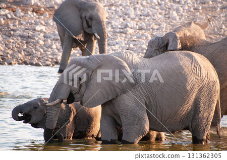 Bathing Elephants in Etosha Bathing Elephants in Etosha 131362305