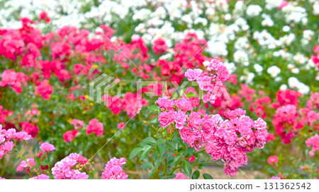 玫瑰園裡盛開的美麗秋玫瑰 131362542