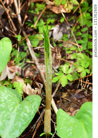 Leaves of the snake plant have appeared 131362609