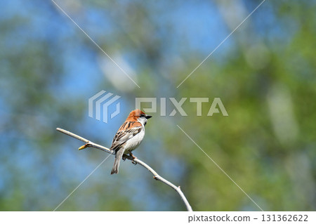A spring tree sparrow perched on a thin branch A spring tree sparrow perched on a thin branch 131362622