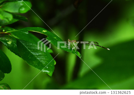 A dragonfly resting on a wet leaf 131362625