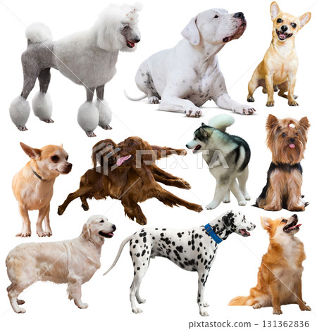 Collage of domestic dogs isolated on white Collage of domestic dogs isolated on white 131362836