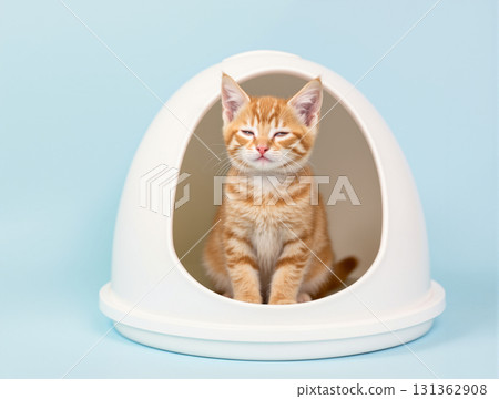 Cat in the toilet 131362908