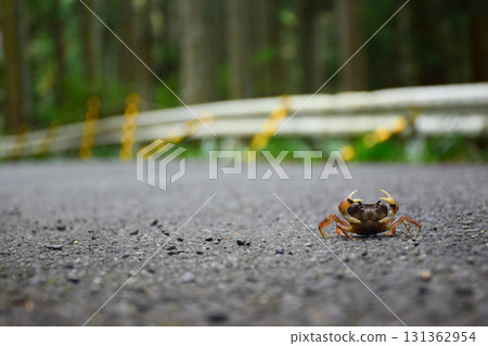 A small crab on a forest path - a natural wonder 131362954